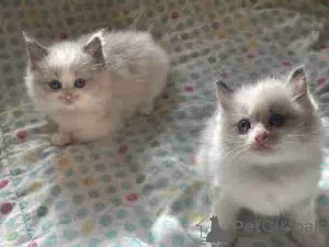 Фото №1. рэгдолл - купить в Брюсселе за 46384₽. Объявление №165818