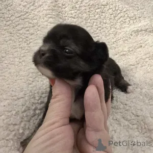 Дополнительные фото: Очень маленькие чихуахуа