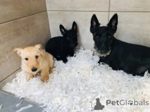 Дополнительные фото: Щенки шотландского терьера