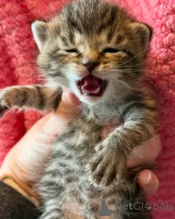 Фото №2 к объявлению №150621 о продаже бенгальская - купить в Германии из приюта, заводчик