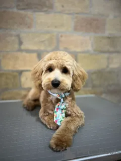 Фото №3. Солозцы красивые щенки для продажи.  Сербия