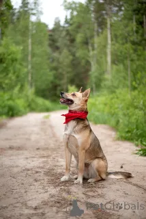 Фото №3. Бетти та самая, Ваша идеальная собака, с которой просто хорошо.  Россия