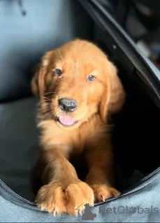 Фото №3. Золотистый ретривер Welpen zu verkaufen.  Люксембург