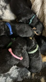 Фото №1. вельштерьер - купить в Лодке за 77572₽. Объявление №140486