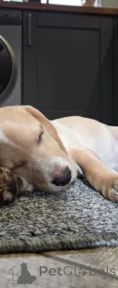 Фото №3. charming tricolor Beagle.  Нидерланды