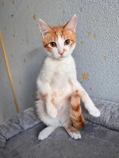 Дополнительные фото: Тоша, маленький персиковый котенок, который ждёт своего человека