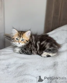 Фото №3. Пушистый полосатый сибирский котенок Pure Cuteness Overload. Германия