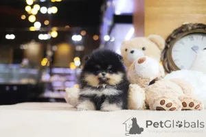 Фото №3. Дом декана Джанет Кей.  США