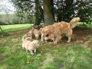Дополнительные фото: Golden Bundle of Joy Purebred Golden Retriever Puppies for Sale!
