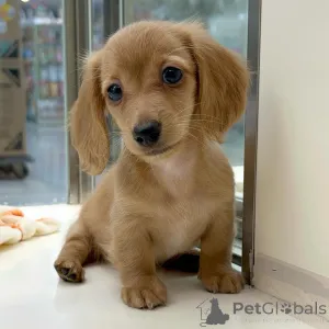 Фото №2 к объявлению №155816 о продаже таксу - купить в Германии заводчик