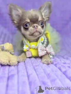 Фото №1. чихуахуа - купить в Берлине за договорная. Объявление №159134