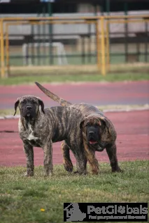 Фото №3. Presa Canario Dog Canary Puppies.  Сербия