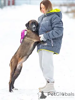 Дополнительные фото: Красавица Лада, молодая добрая семейная собака ищет дом