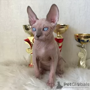 Дополнительные фото: SE Venden Gatos sphynx sanos