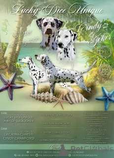 Дополнительные фото: Dalmatian Puppy FCI Pedigree