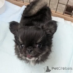 Фото №4. Продажа чихуахуа в Хельсинки частное объявление, из приюта - цена 46384₽