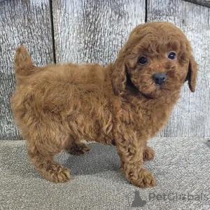 Фото №4. Продажа пуделя (той) в Франкфурт-на-Майне частное объявление - цена договорная