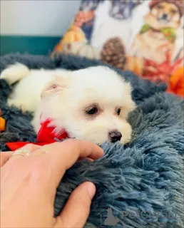 Фото №3. Продаются милые очаровательные щенки мальтийской болонки. Свяжитесь с WhatsApp.  Финляндия