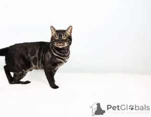 Фото №1.  - купить в сом за 69575₽. Объявление №153408