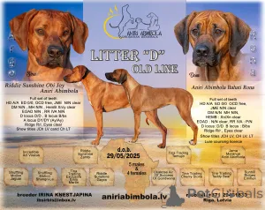 Фото №1. родезийский риджбек - купить в Риге за 139151₽. Объявление №146124