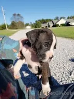 Фото №3. индос качоррос боксер для продажи.  Португалия