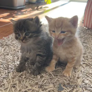 Фото №1. мейн-кун - купить в Регион за 35715₽. Объявление №144497