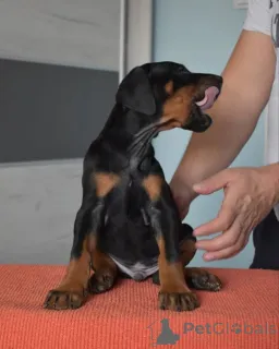 Фото №2 к объявлению №163826 о продаже добермана - купить в Польше заводчик