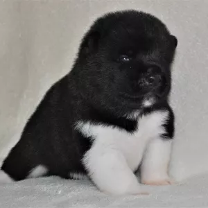 Дополнительные фото: American Akita