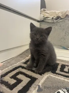 Фото №1. русская голубая - купить в Берне за Бесплатно. Объявление №155202