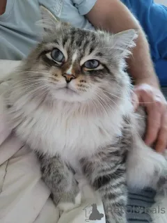 Фото №3. Сибирские котята. США