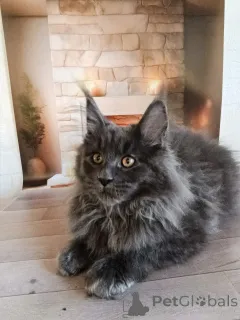 Дополнительные фото: Шикарные котята мальчики