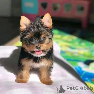 Фото №3. Teacup Yorkies Zur Усыновление Verfügbar.  Германия