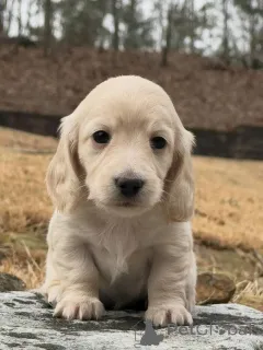 Фото №4. Продажа таксу в Варшаве заводчик - цена договорная