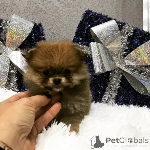 Дополнительные фото: Красивые миниатюрные щенки детей на продажу