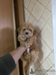 Фото №3. Мини мальтипу.  Украина