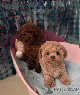 Дополнительные фото: Элитные мини микро мальтипу той пудель пушон