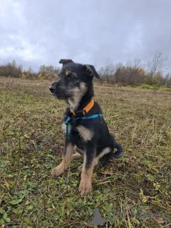 Фото №4. Продажа беспородную в Москве реке частное объявление - цена Бесплатно