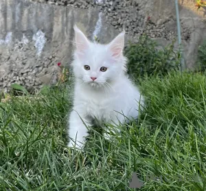 Фото №2 к объявлению №155983 о продаже мейн-кун - купить в России из питомника