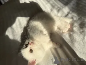 Дополнительные фото: Котята