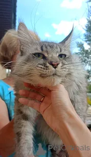 Фото №2 к объявлению №149425 о продаже мейн-кун - купить в России из питомника