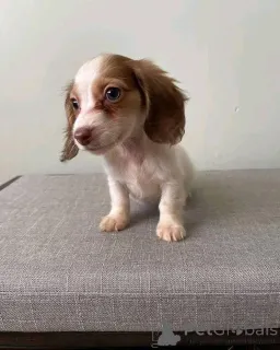 Фото №2 к объявлению №161308 о продаже  - купить в Германии 