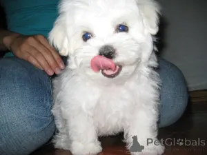 Фото №1. мальтийская болонка - купить в Берлине за Бесплатно. Объявление №139939