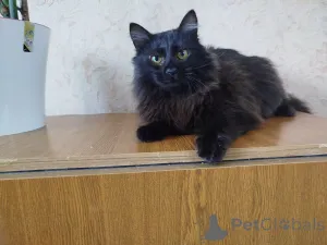 Дополнительные фото: Роскошный Фирс