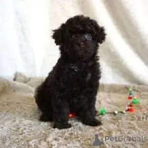 Фото №3. Пудельвельпен цу веркауфен.  Австрия