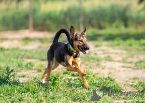 Дополнительные фото: Активная красавица Ива ищет любящую семью!