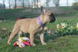 Дополнительные фото: French bulldog for sale