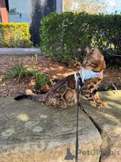 Фото №2 к объявлению №152715 о продаже бенгальская - купить в Швейцарии частное объявление