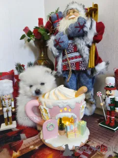 Фото №2 к объявлению №161369 о продаже померанского шпица - купить в Грузии частное объявление, из питомника, заводчик