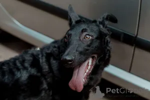 Дополнительные фото: Прекрасная юная собака Наоми в дар