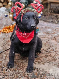 Дополнительные фото: Ищет дом очаровательный щенок-подросток Мишутка